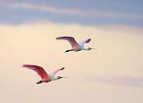Roseate Spoonbills In Flight_33575